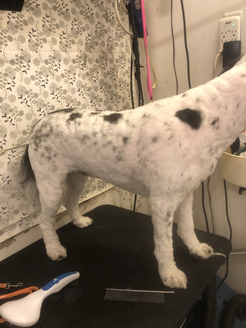 Greenland Pet (Grooming, Boarding and Supplies)