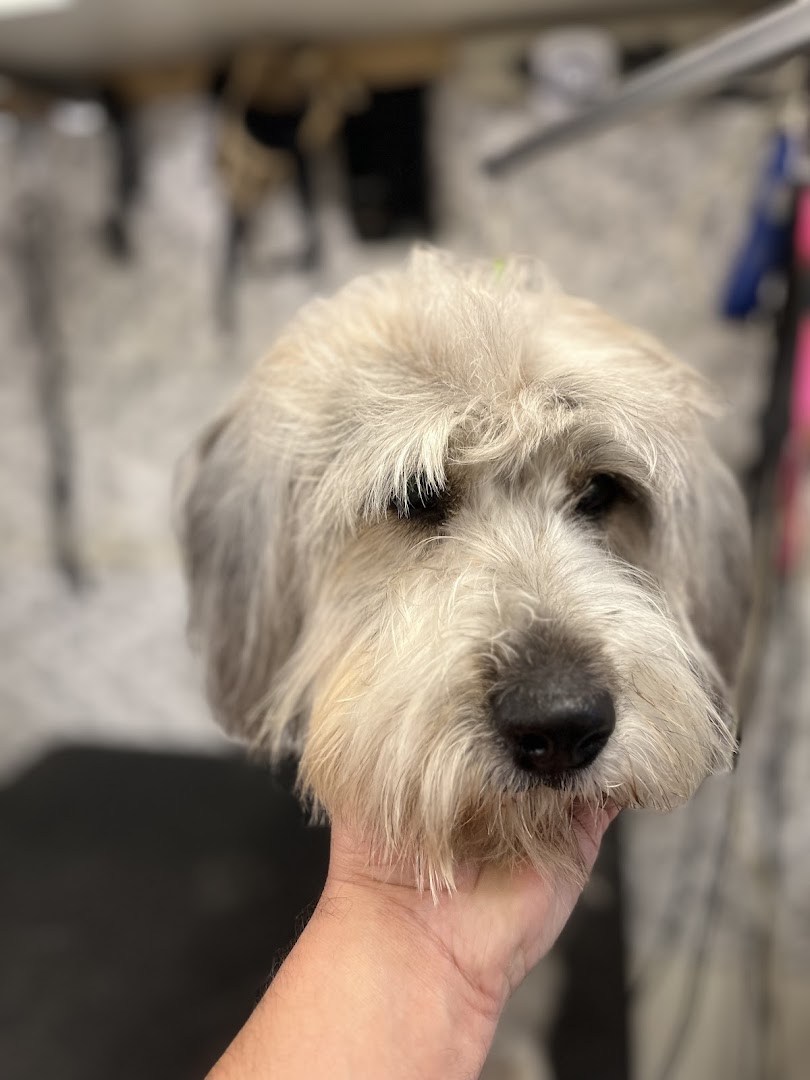 Greenland Pet (Grooming, Boarding and Supplies)
