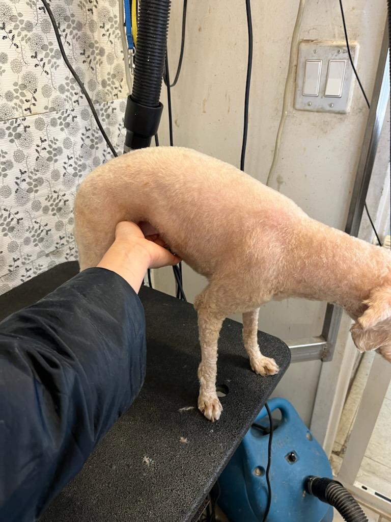Greenland Pet (Grooming, Boarding and Supplies)