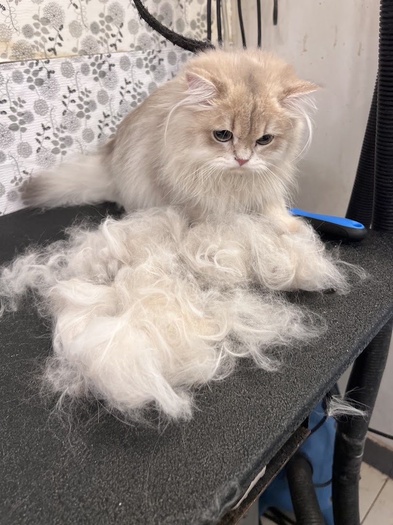Greenland Pet (Grooming, Boarding and Supplies)